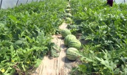 爆料热门吃瓜最新